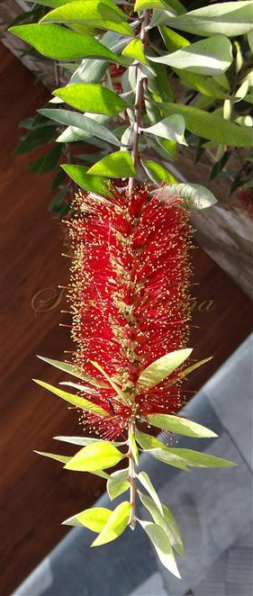  Inflorescence